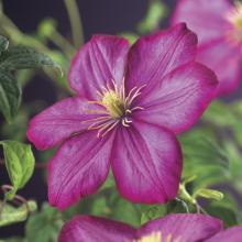 Clematis 'Ville de Lyon'