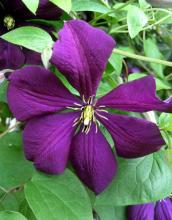 Clematis vit. 'Etoile Violette'