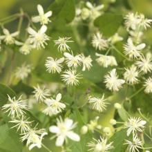 Clematis vitalba