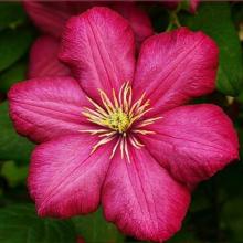 Clematis 'Ville de Lyon'