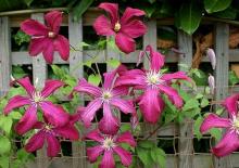 Clematis viticella 'Madame Julia Correvon'