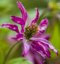 Clematis vit. 'Rosalyn' PBR