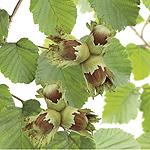 Corylus avellana 'Cosford' HAZELNOOT