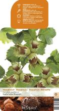 Corylus avellana 'Halle'sche Riesen' HAZELNOOT Corylus avellana 'Halle'sche Riesen' HAZELNOOT