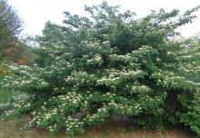 Cornus alternifolia