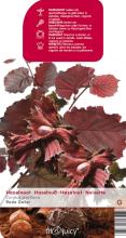 Corylus avellana 'Rode Zeller' HAZELNOOT