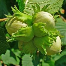 Corylus avellana HAZELNOOT