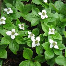 Cornus canadensis Cornus canadensis
