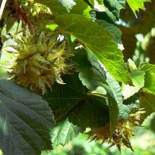 Corylus colurna