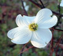 Cornus florida