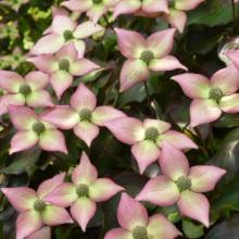 Cornus kousa 'Cappuccino' Cornus kousa 'Cappuccino'