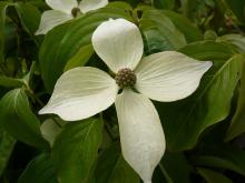 Cornus kousa 'China Girl'