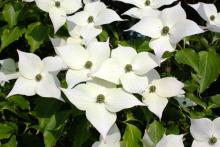 Cornus kousa chinensis