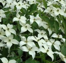 Cornus kousa 'Milky Way'