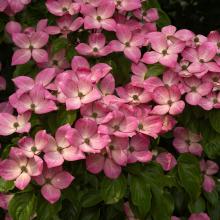 Cornus kousa 'Satomi'