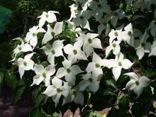 Cornus kousa 'Schmetterling'