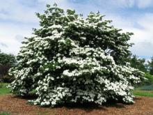 Cornus 'Venus'®