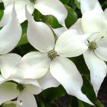 Cornus kousa 'Weisse Fontaine'