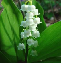 Convallaria majalis Convallaria majalis