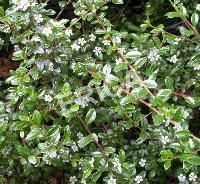 Cotoneaster micr. 'Queen of Carpets