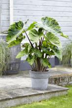 Colocasia 'Mojito'