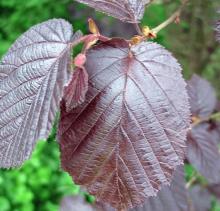Corylus maxima 'Purpurea' HAZELNOOT Corylus maxima 'Purpurea' HAZELNOOT