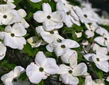 Cornus nut. 'Eddie's White Wonder'