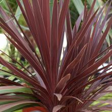 Cordyline