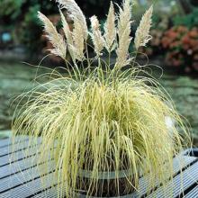 Cortaderia sell. 'Mini Goldpampas'