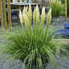 Cortaderia sell. 'Mini Pampas'