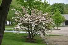 Cornus 'Stellar Pink'