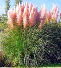 Cortaderia sell. 'Rosea'