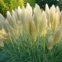 Cortaderia sell. 'Splendid Star'