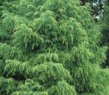 Cryptomeria jap. 'Elegans Viridis'