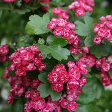 Crataegus media 'Paul's Scarlet' Crataegus media 'Paul's Scarlet'