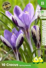 Crocus 'Spring Beauty'
