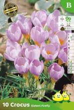 Crocus 'Siberische Firefly'