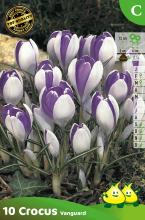 Crocus 'Vanguard'