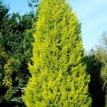 Cupressus macr. 'Goldcrest'