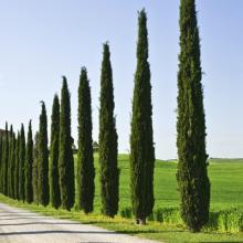 Cupressus sempervirens 'Pyramidalis' (Stricta)