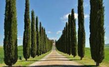 Cupressus sempervirens 'Totem' Cupressus sempervirens 'Totem'