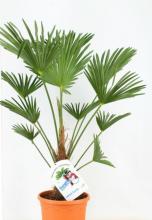 Chamaerops wagnerianus