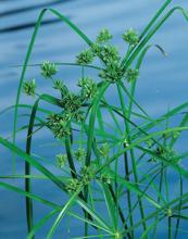 Cyperus alternifolius