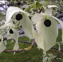 Davidia involucrata