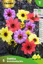 Dahlia mix bruinbladig