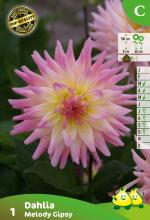 Dahlia 'Melody Gipsy'