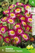 Dahlia 'Sweetheart'