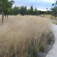 Deschampsia cespitosa Deschampsia cespitosa