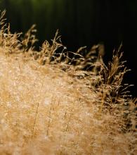 Deschampsia cesp. 'Goldtau' Deschampsia cesp. 'Goldtau'