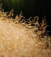 Deschampsia cesp. 'Goldtau'